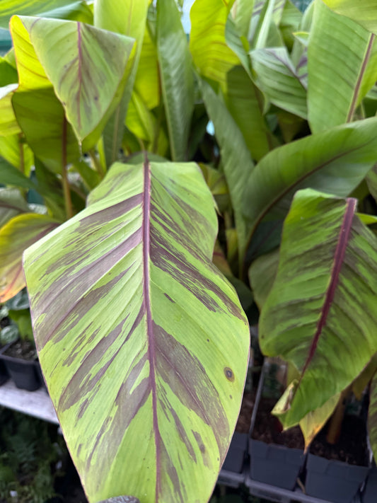 Musa Sikkimensis ‘Ever Red’