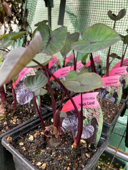 Colocasia "Black Coral"