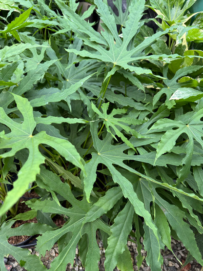 Fatsia polycarpa 'Green Fingers'