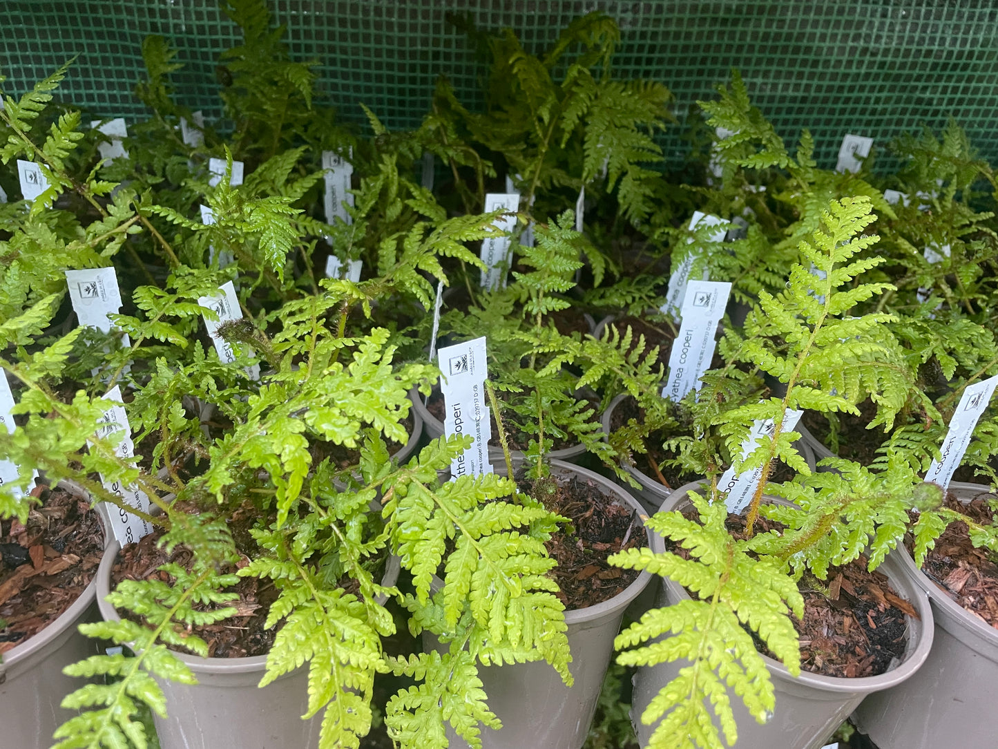 Cyathea cooperi – Tree fern