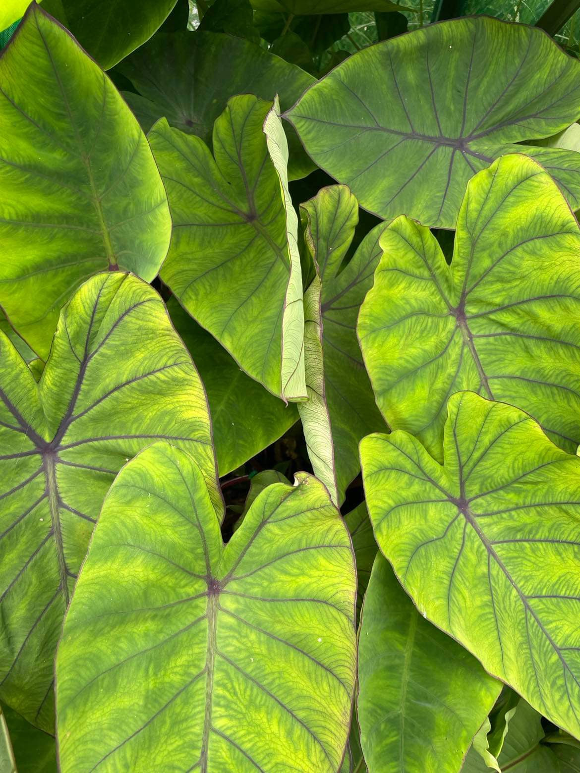 Colocasia Blue Hawaii Triple Pack