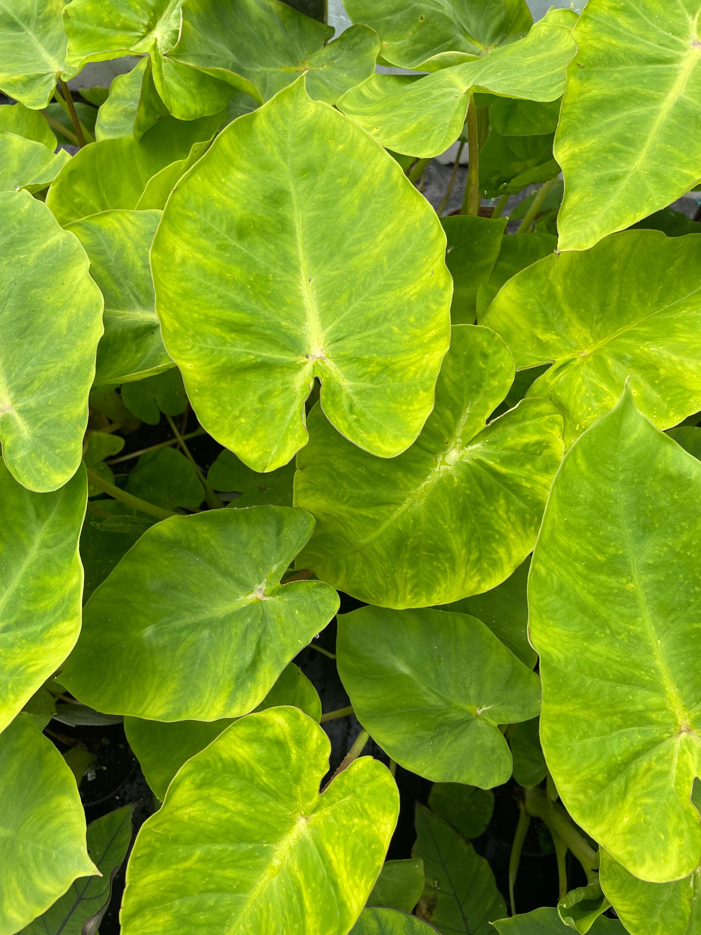 Colocasia "Maui Gold"