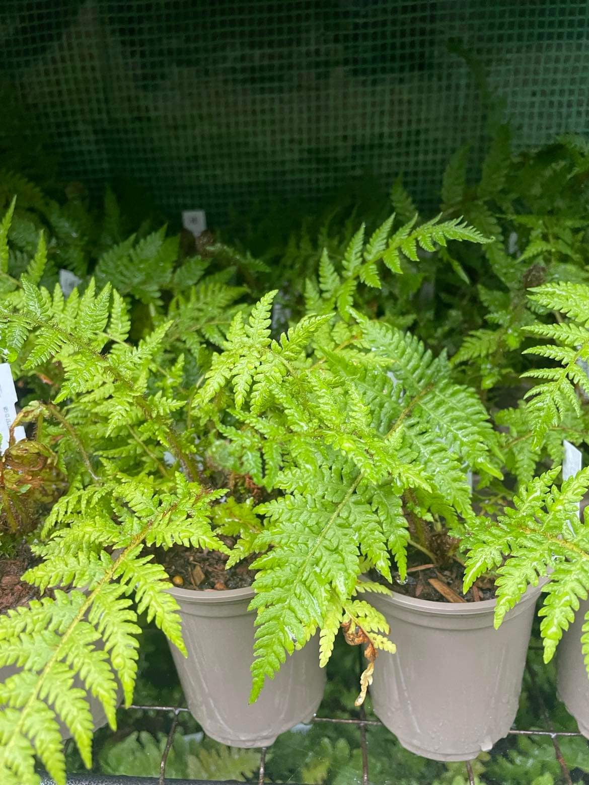 Fern triple pack with free delivery