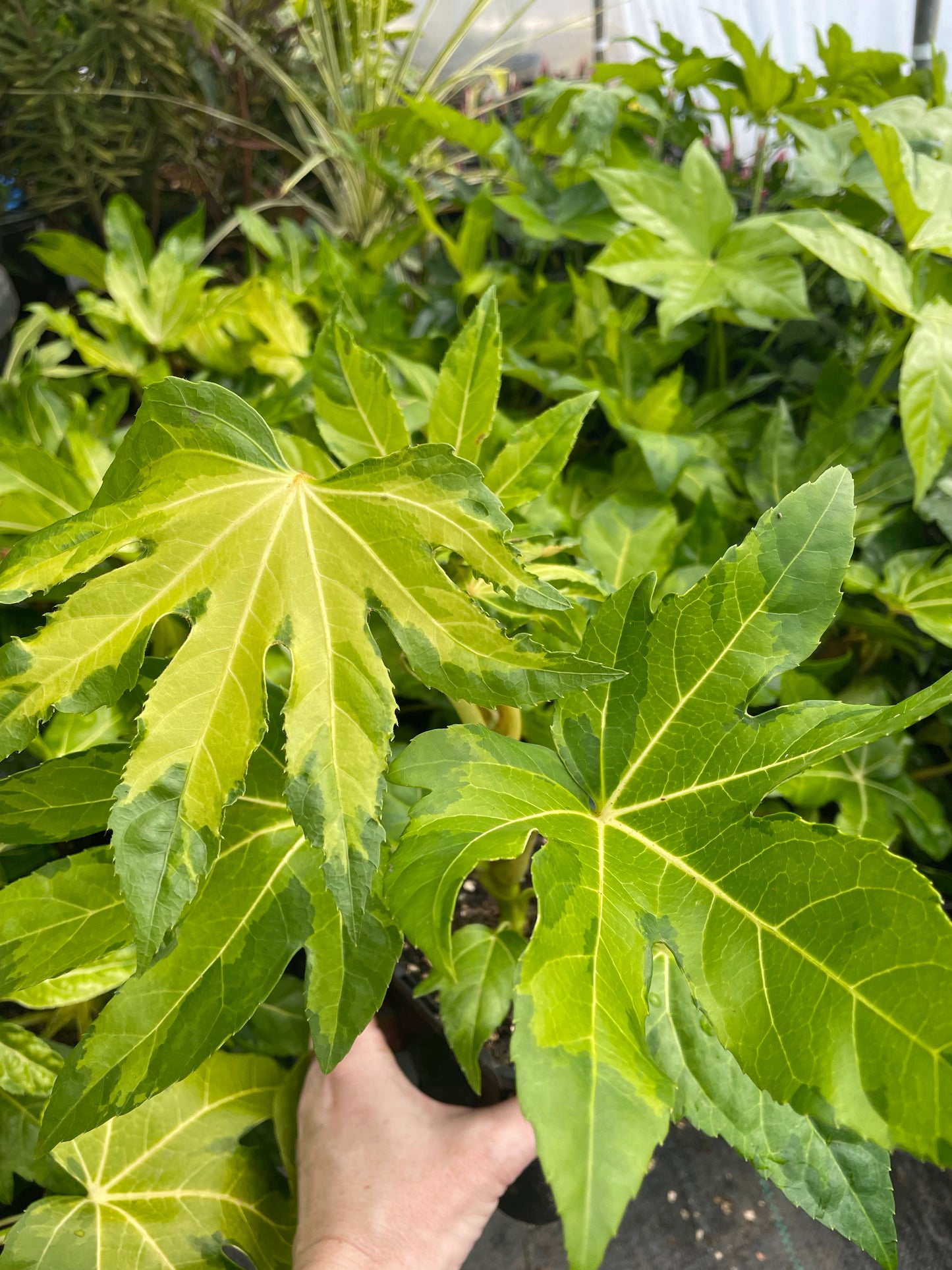 Fatsia Japonica Camouflage