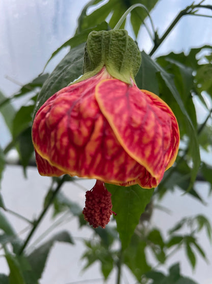 Abutilon 'Red Tiger'