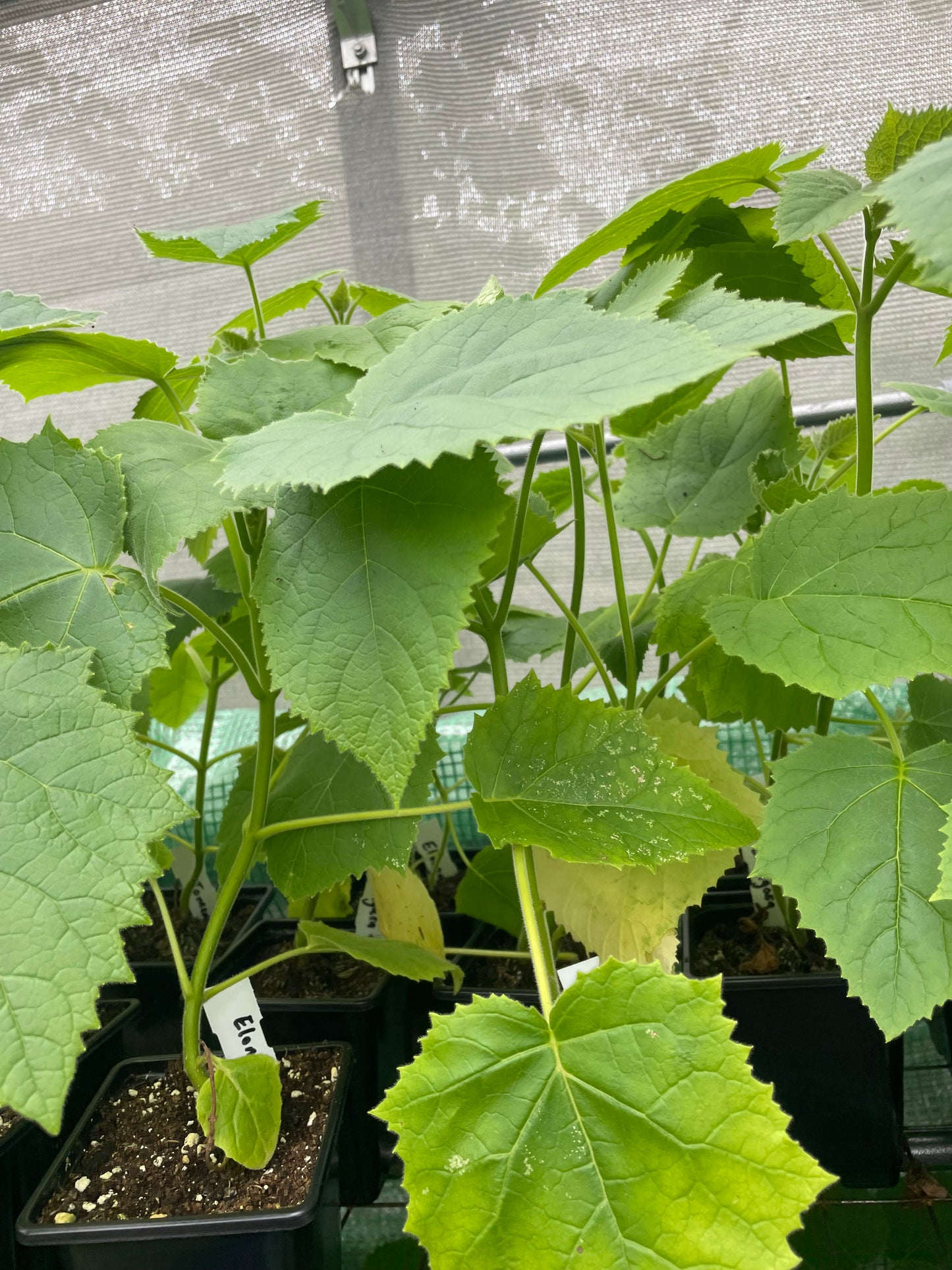 Paulownia elongata ( Foxglove tree )