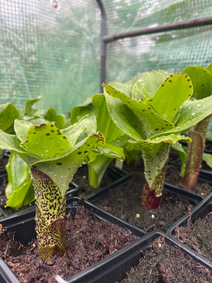 Eucomis bicolor