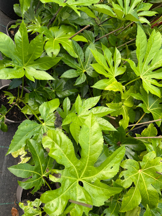 Fatsia Japonica