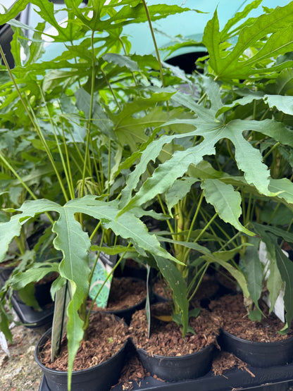 Fatsia polycarpa 'Green Fingers'