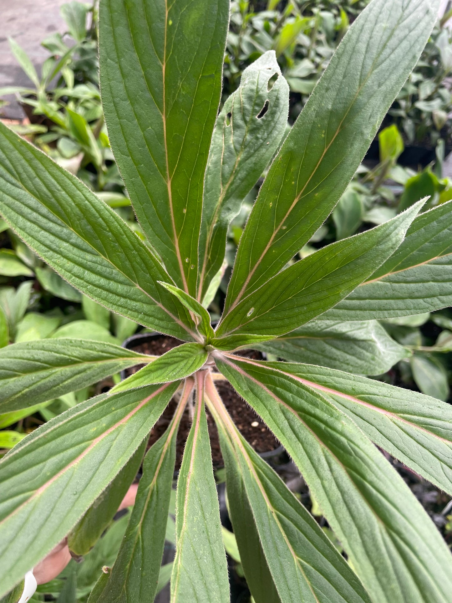 Echium Webbii