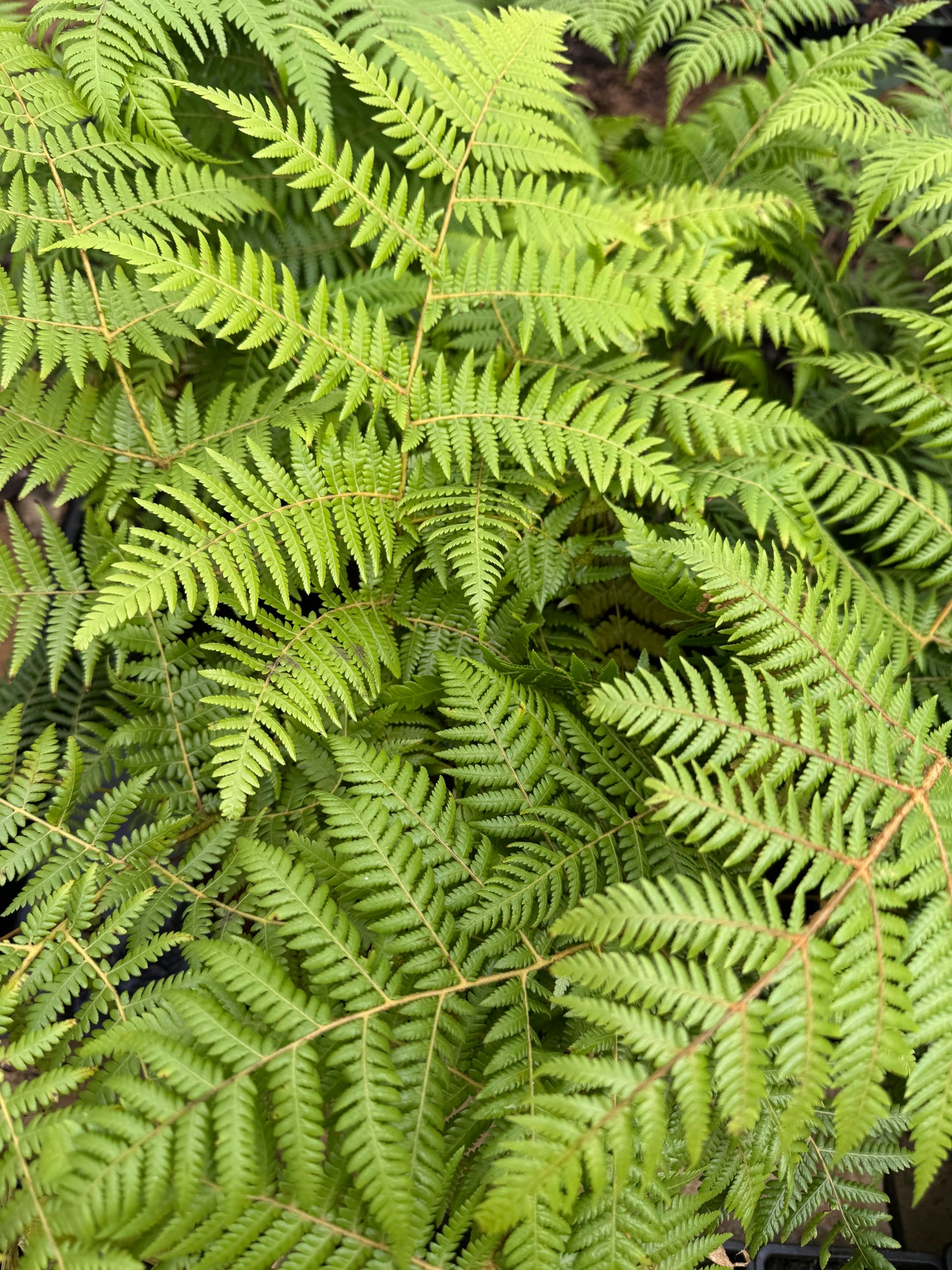 Cyathea dealbata