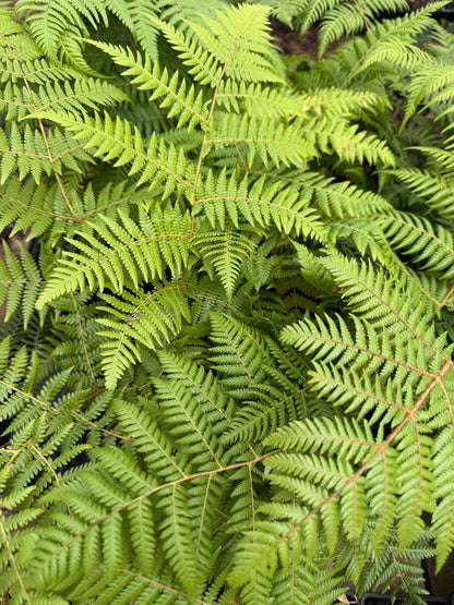 Cyathea dealbata