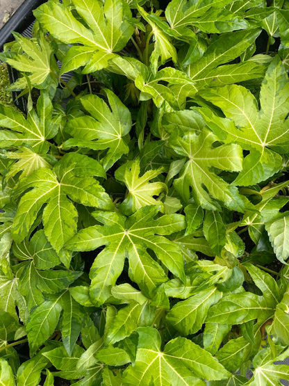 Fatsia Japonica Camouflage