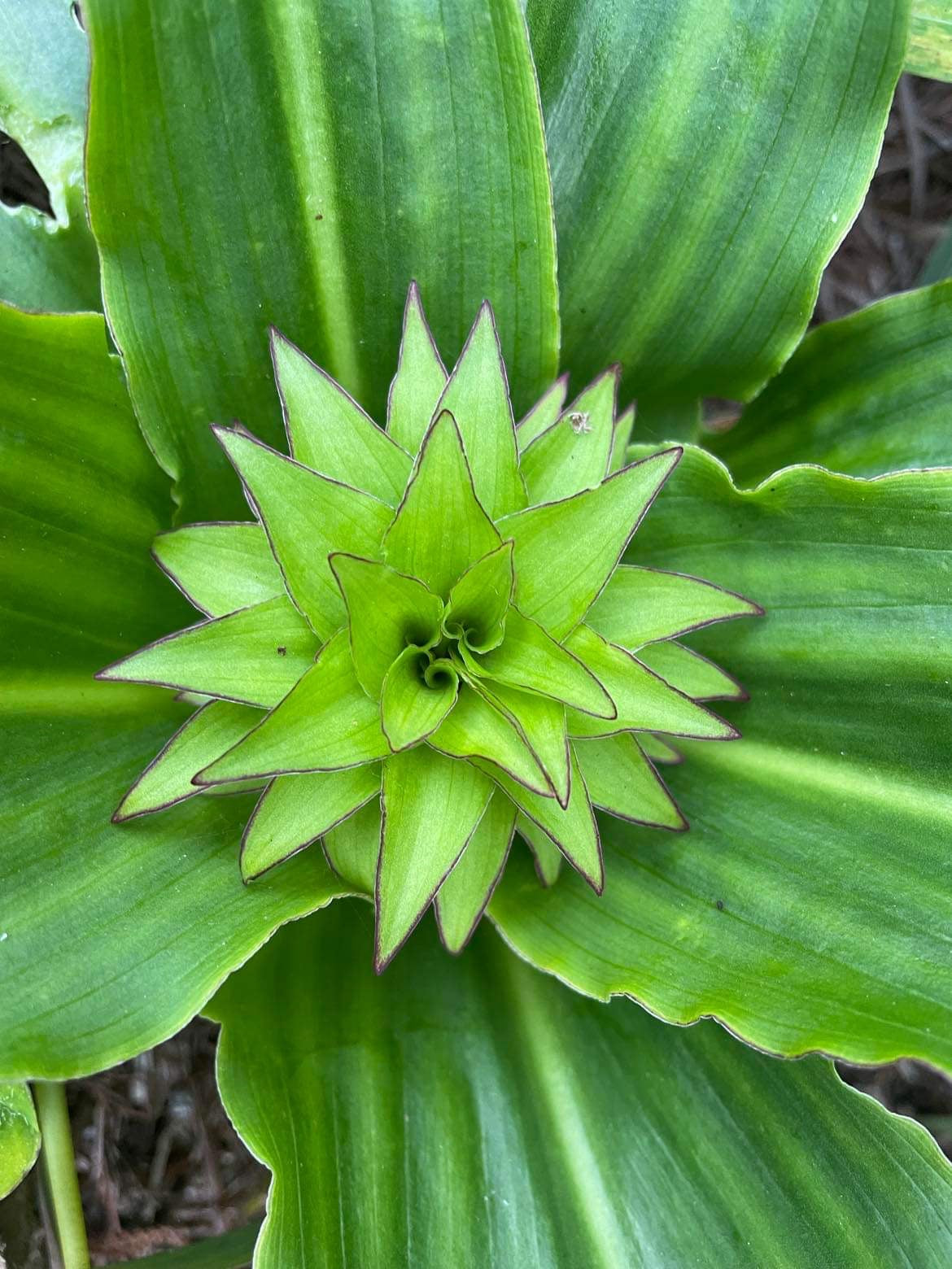 Triple pack Eucomis (Pineapple Lily) with free delivery