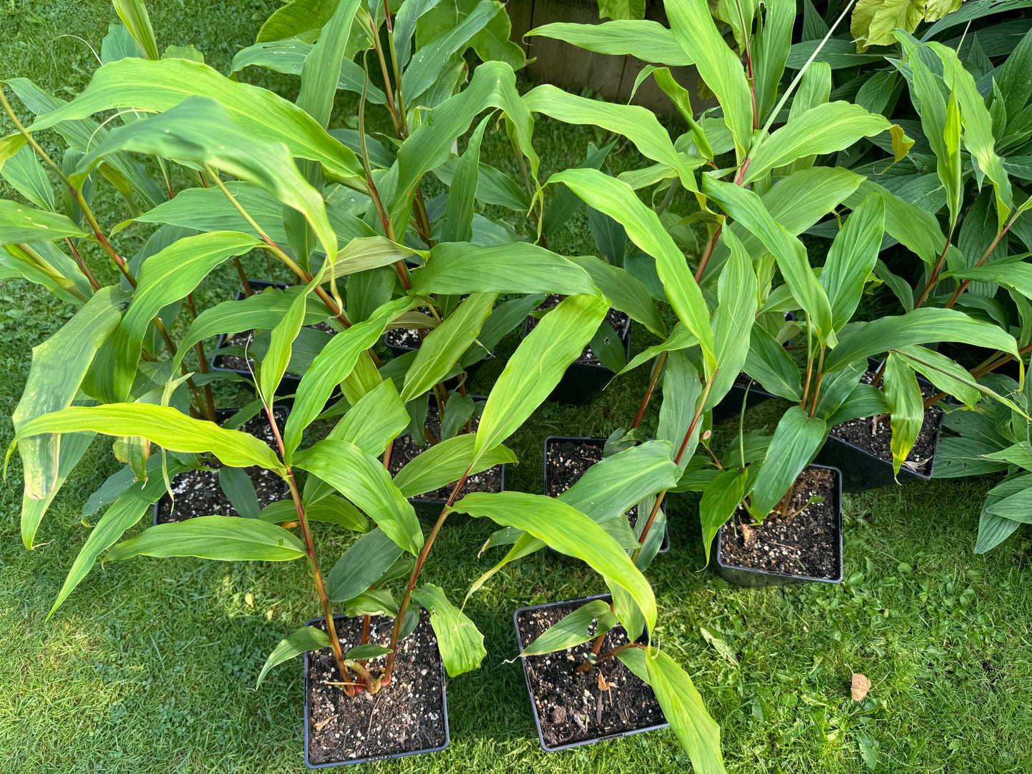 Hedychium densiflorum ‘Assam orange’ large pot