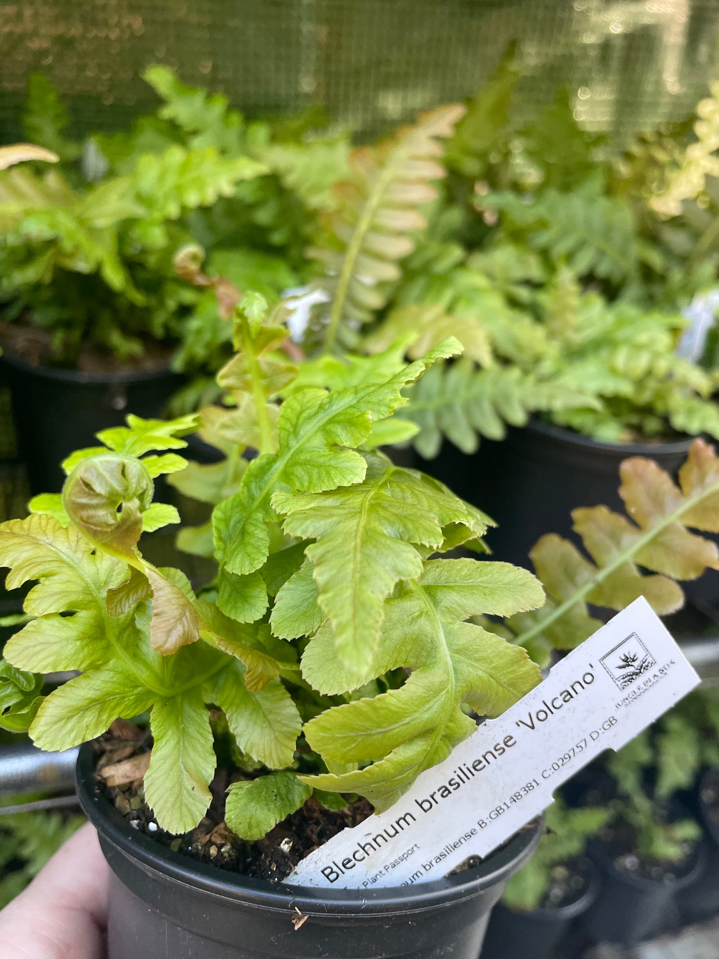 Blechnum brasiliense 'Volcano'