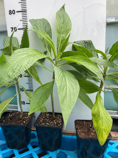 Echium Pininana - Blue Steeple 2nd Year Large