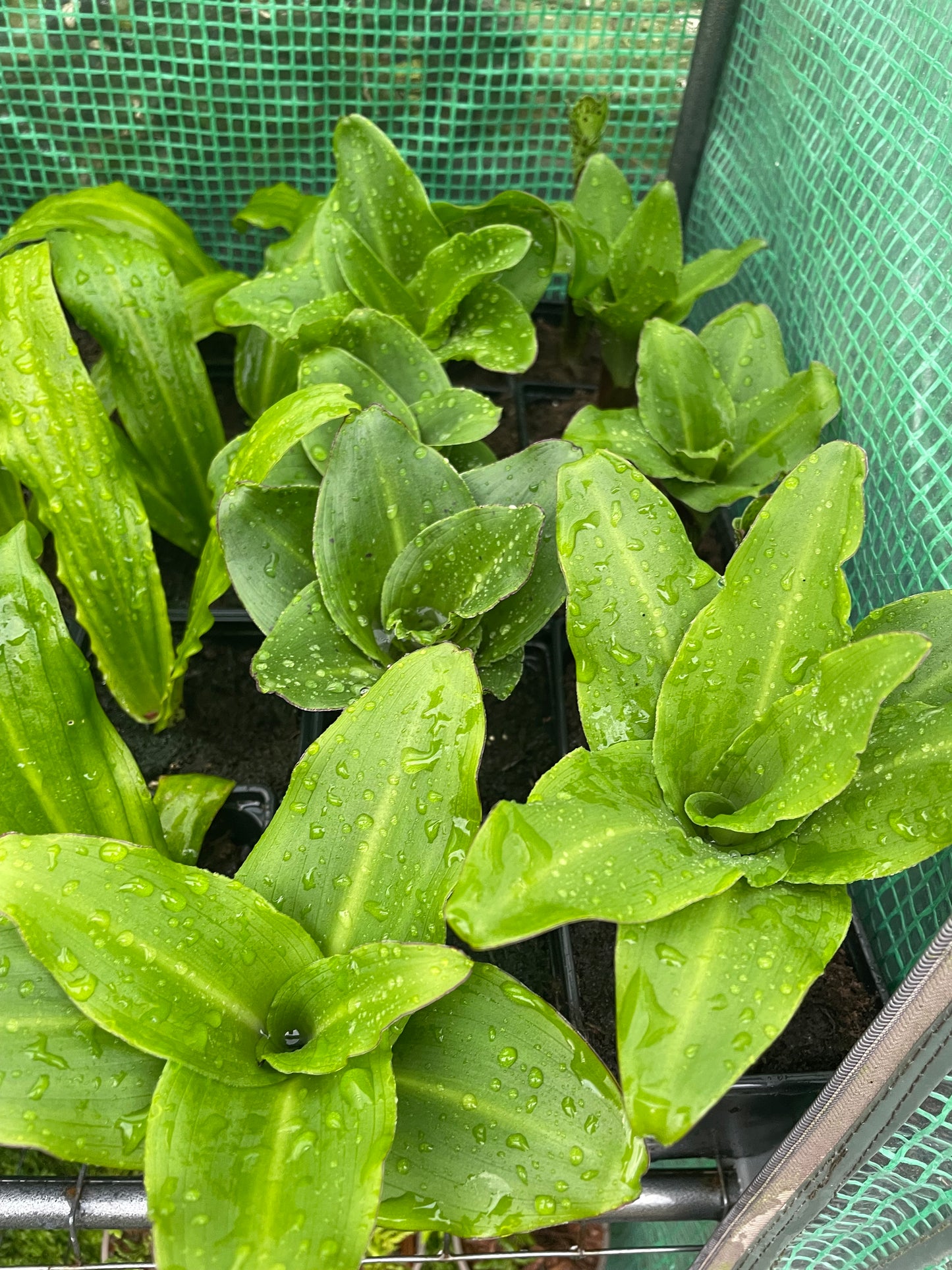 Eucomis bicolor