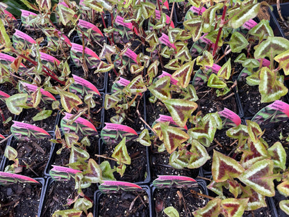 Persicaria 'Purple Fantasy’