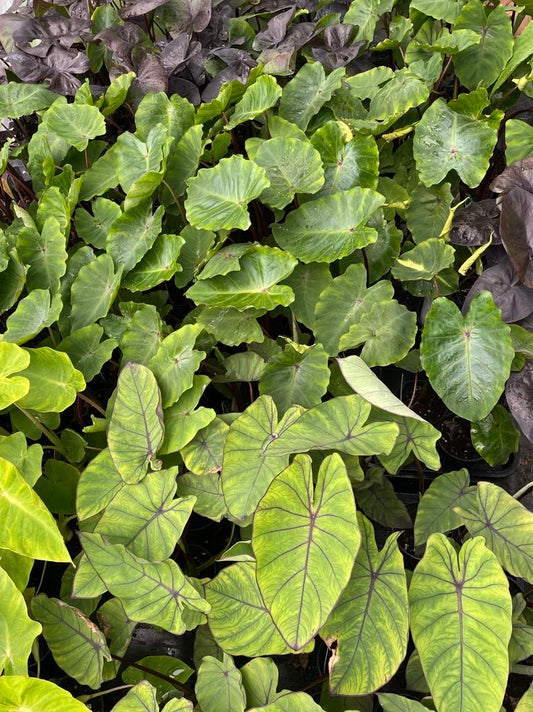 Lucky Dip Colocasia Triple Pack