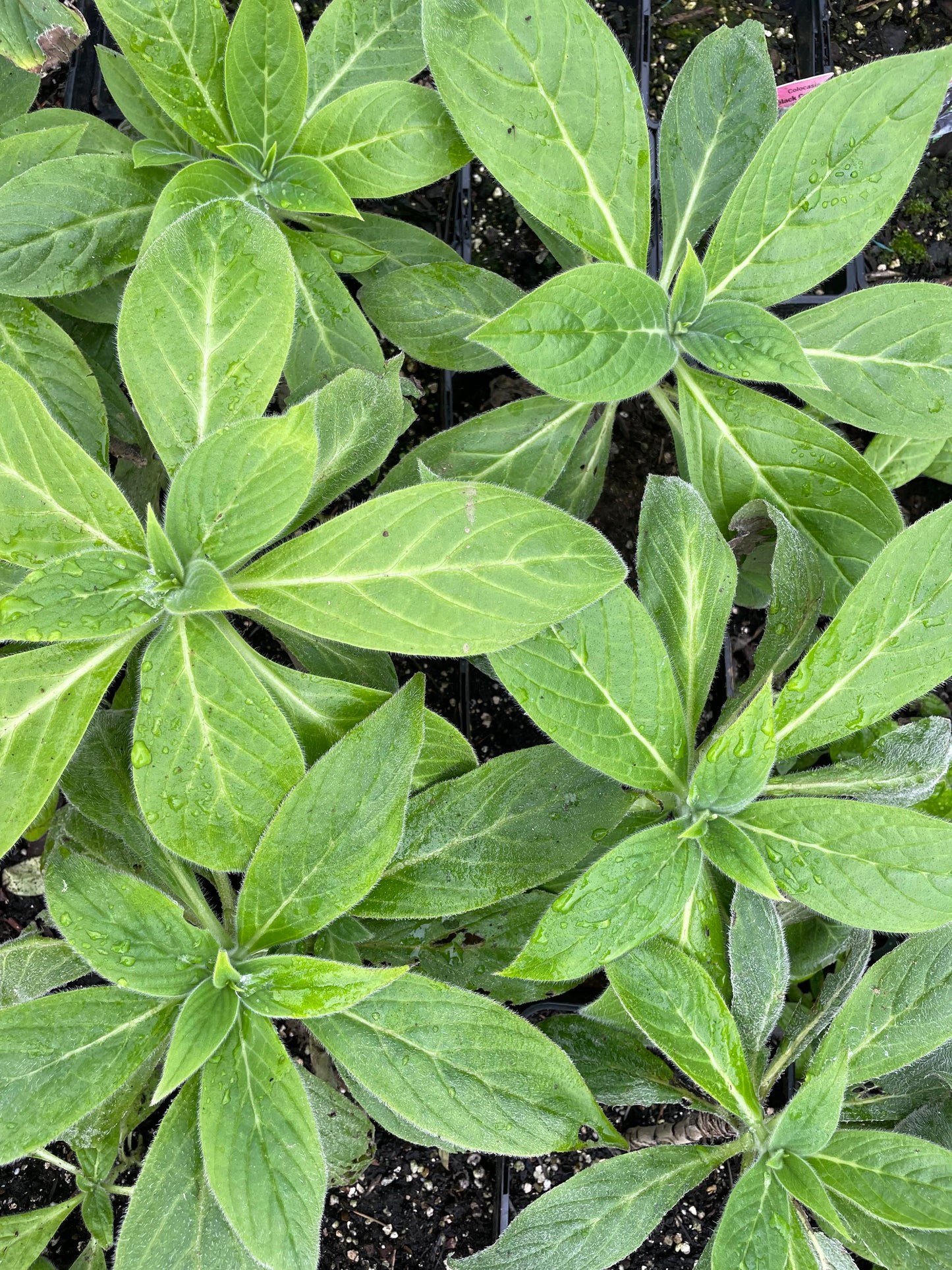 Echium Candicans (Large)