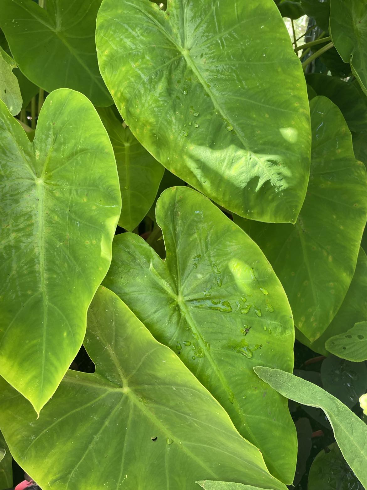 Colocasia "Maui Gold"