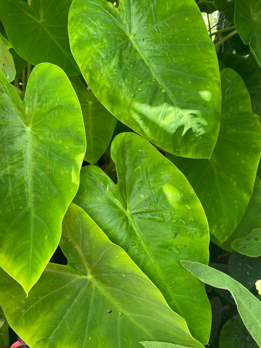 Colocasia "Maui Gold"