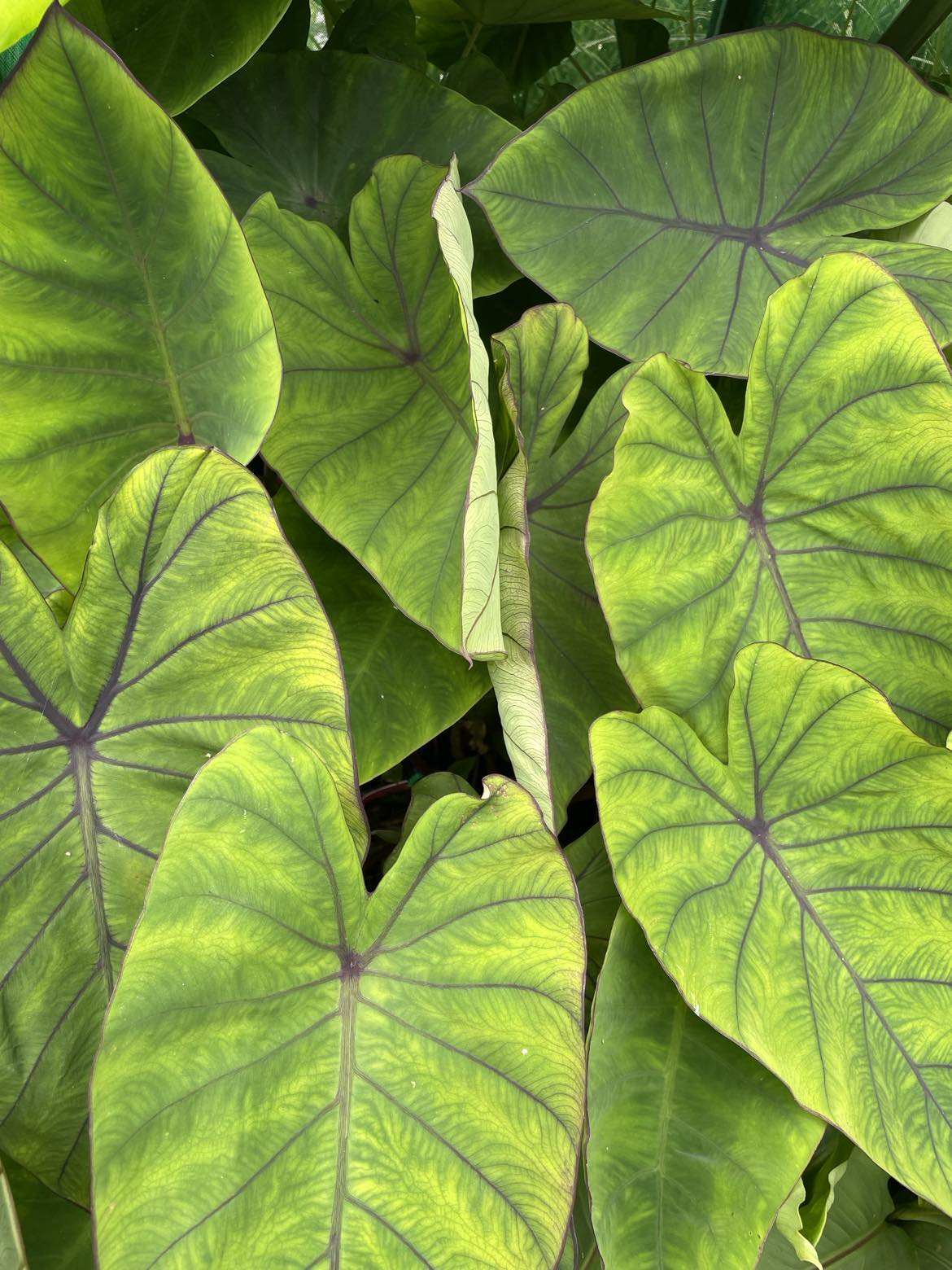 Colocasia "Blue Hawaii"