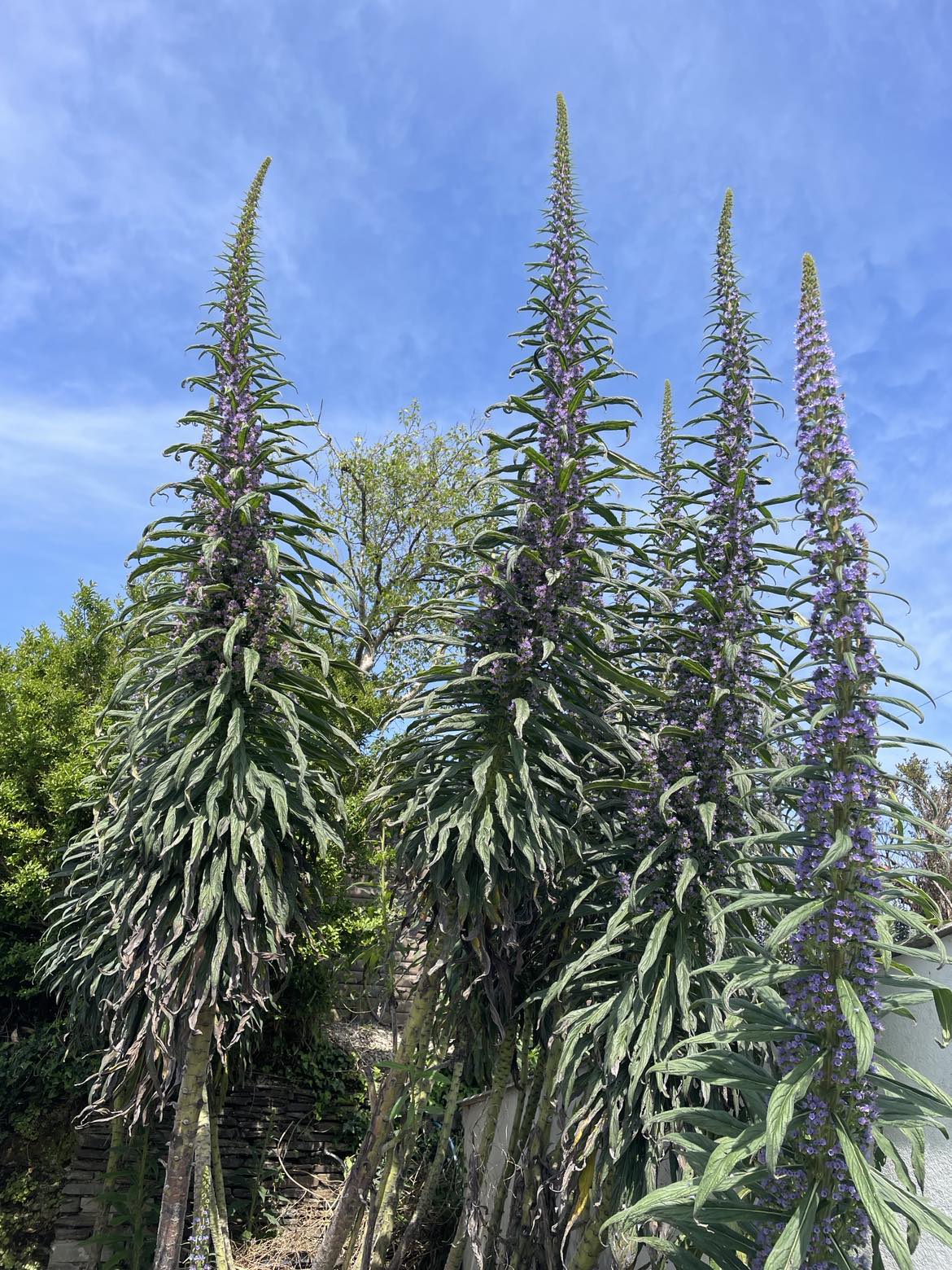 Echium Pininana - Blue Steeple 1st Year Small Plants