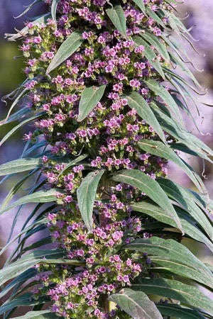 Echium Pininana (Pink Fountain)