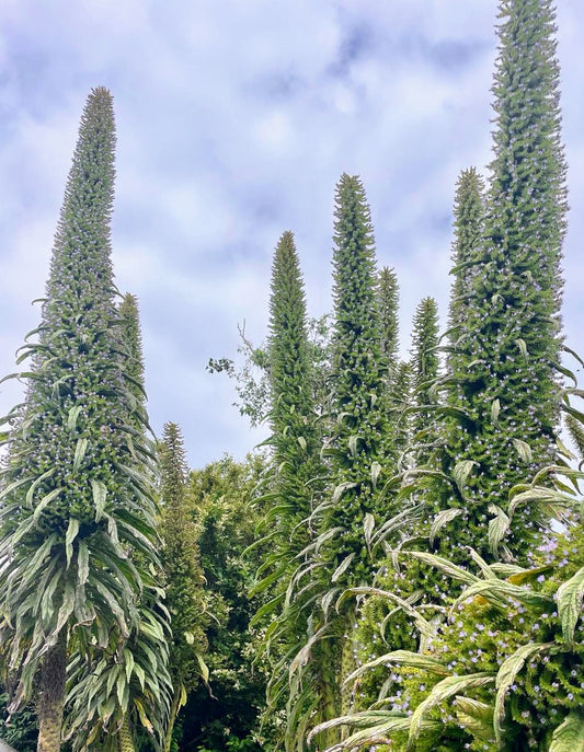 Echium Pininana - Blue Steeple 2nd Year Large