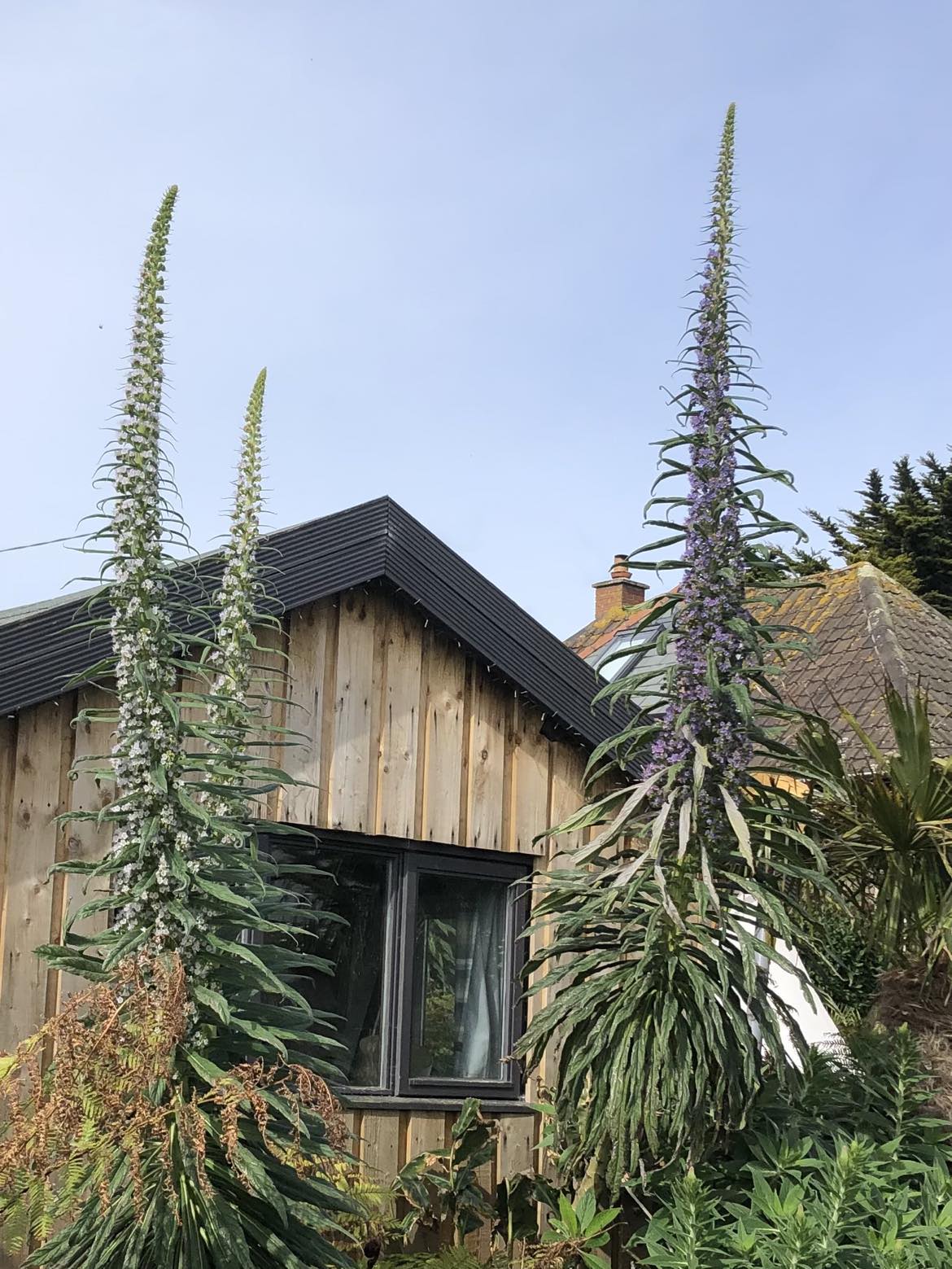 Echium Pininana (Snow Tower)