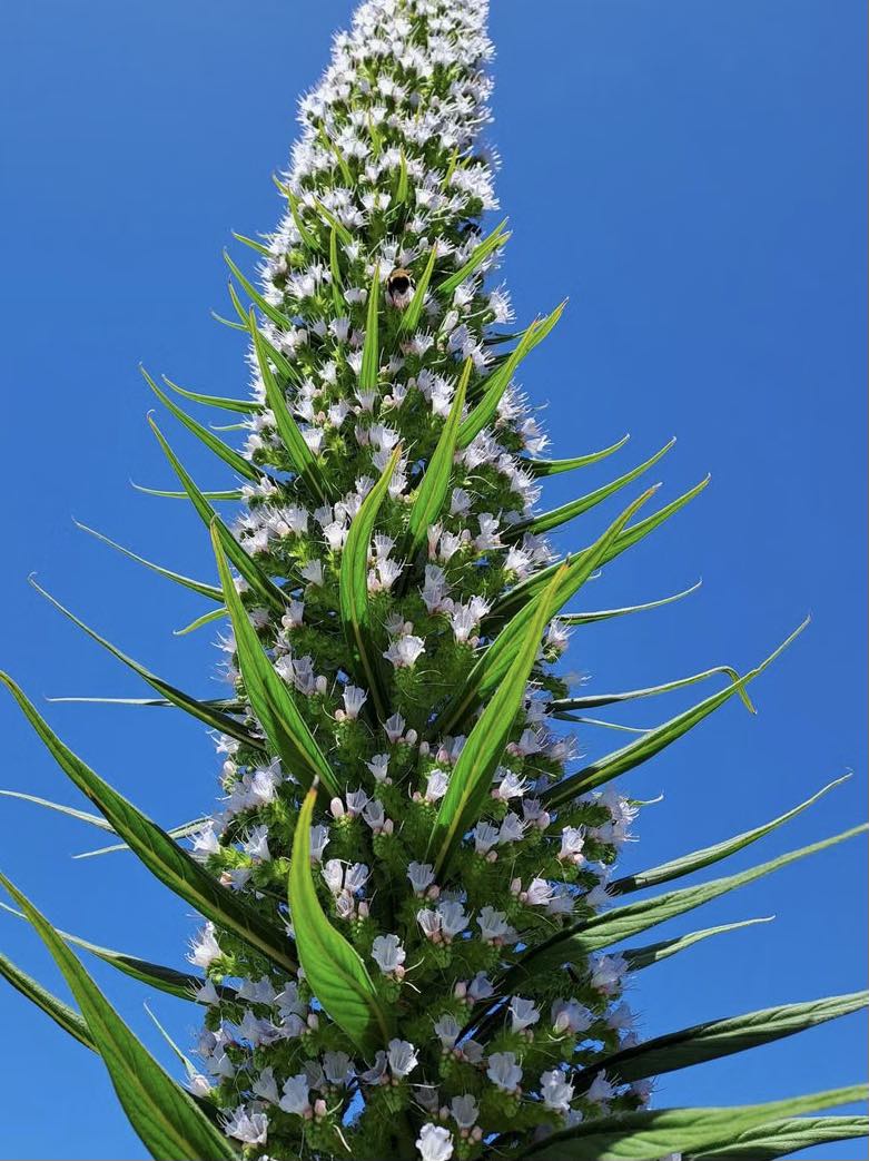 Echium Pininana (Snow Tower)