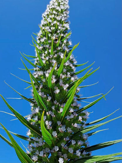 Echium Pininana (Snow Tower)