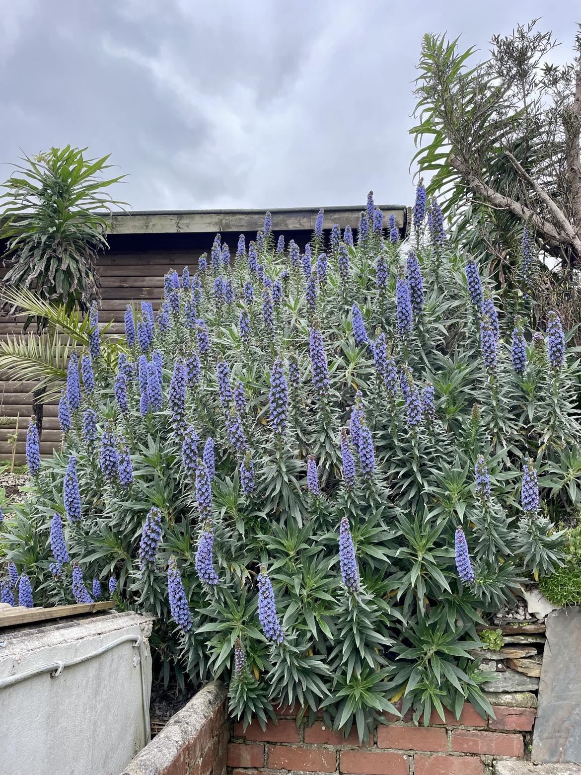 Echium Webbii