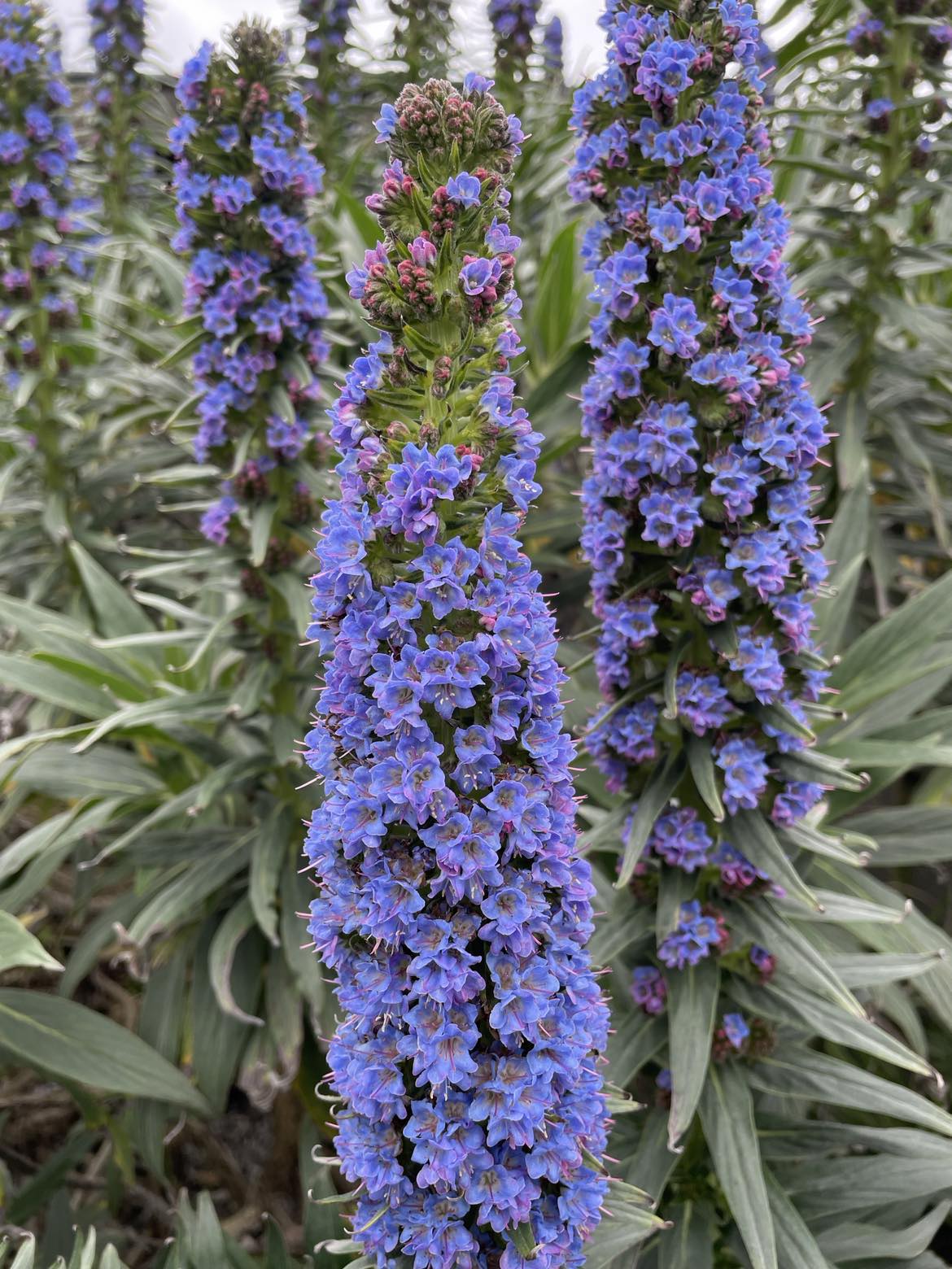 Echium Candicans (Large)