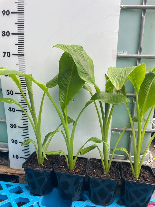 Ensete ventricosum 'Large Seed'  Abyssinian Banana