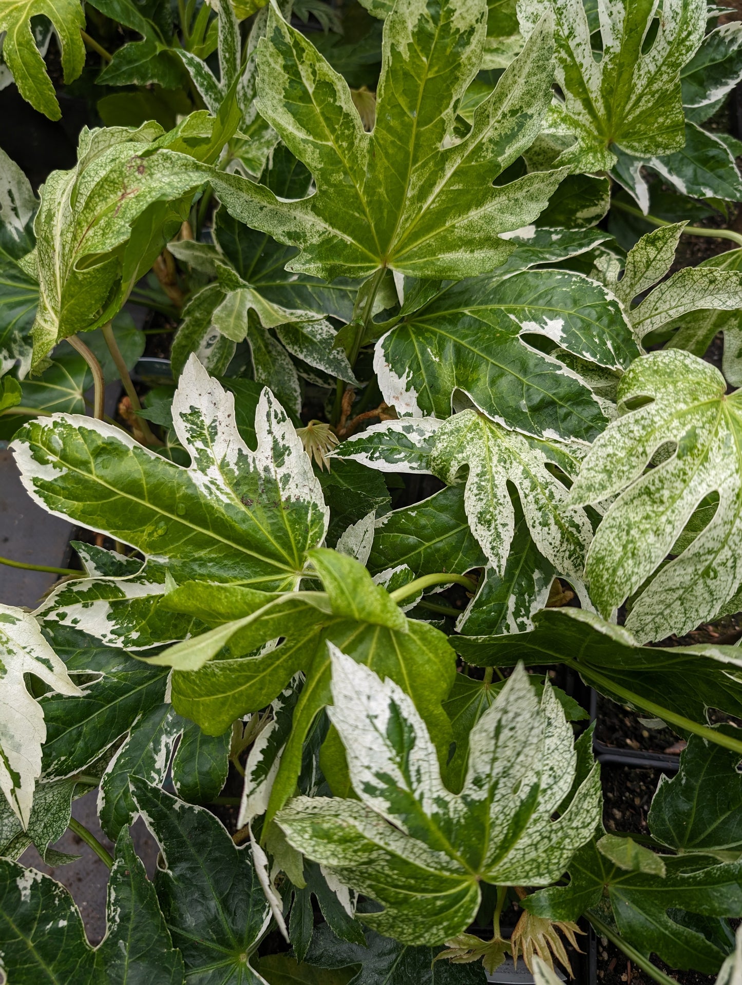 Fatsia Japonica Spiders Web