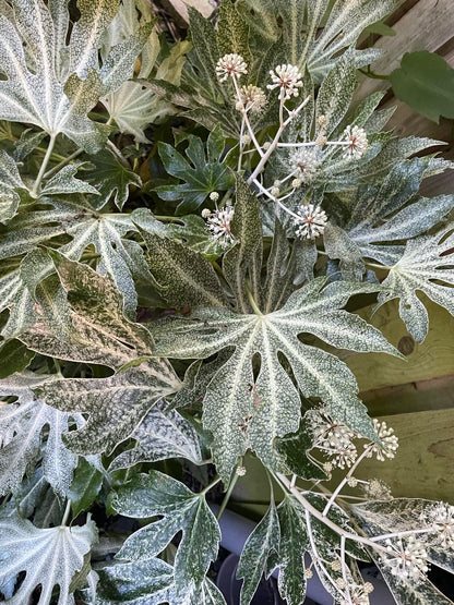 Fatsia Japonica Spiders Web