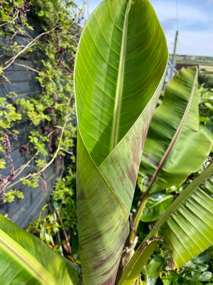 Musa Sikkimensis Red Tiger (Large)