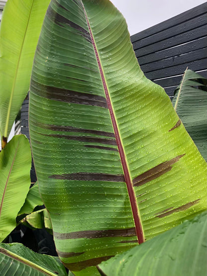 Musa Sikkimensis Red Tiger (Large)