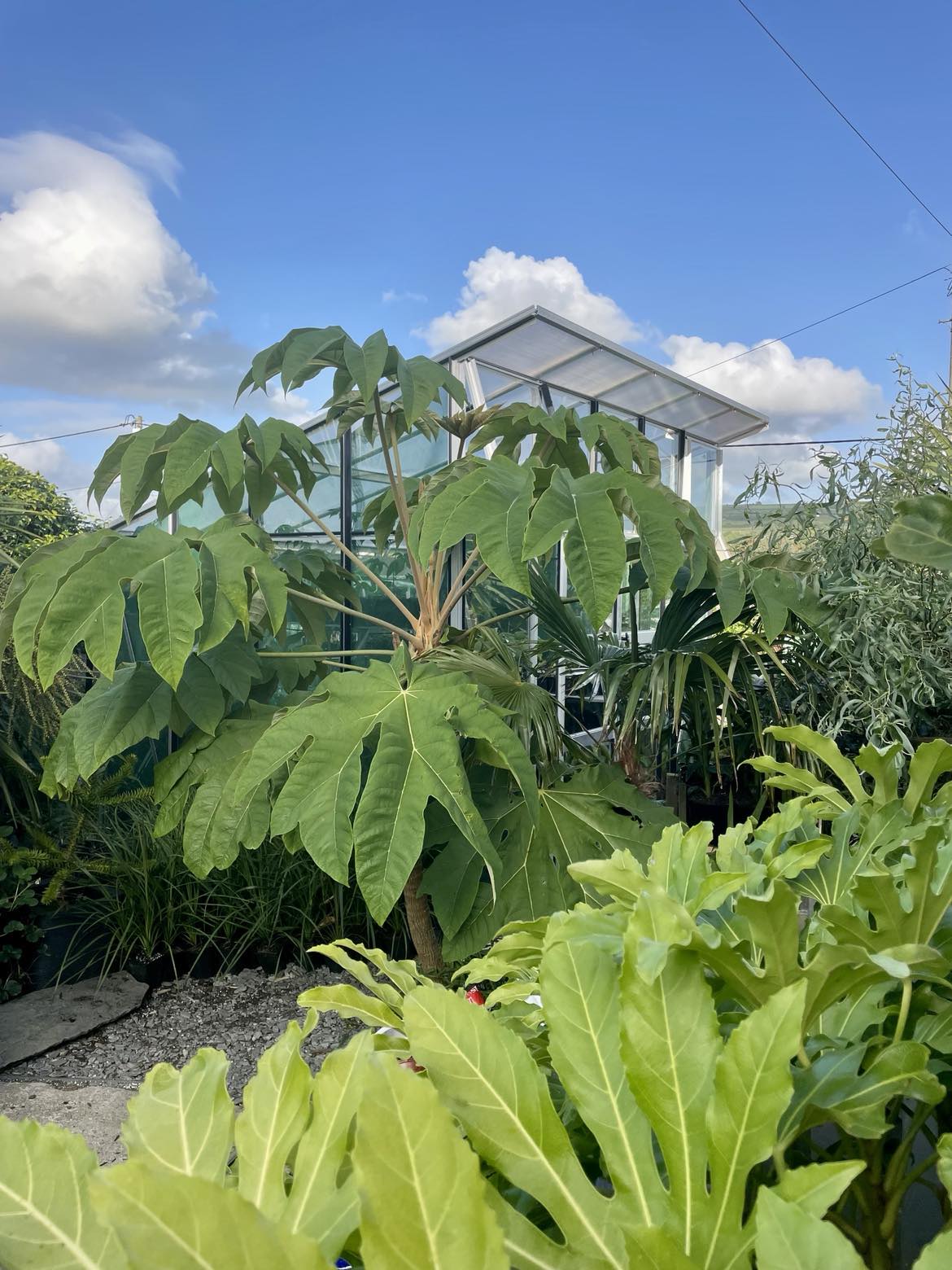 Tetrapanax Papyrifer