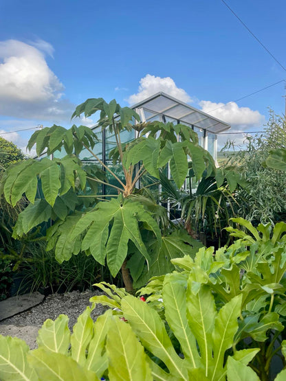 Tetrapanax Papyrifer