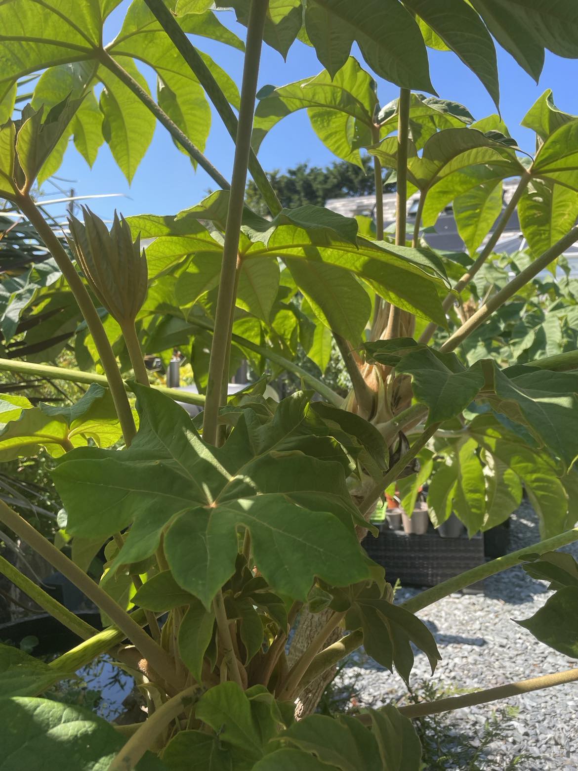 Tetrapanax Papyrifer