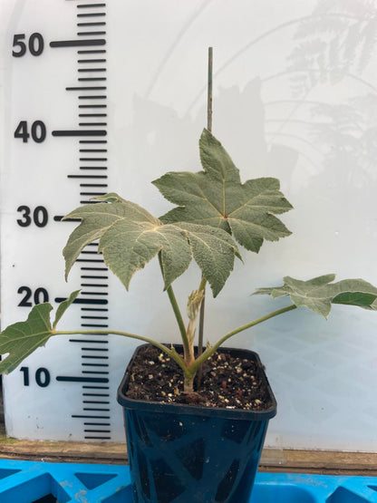 Tetrapanax Papyrifer